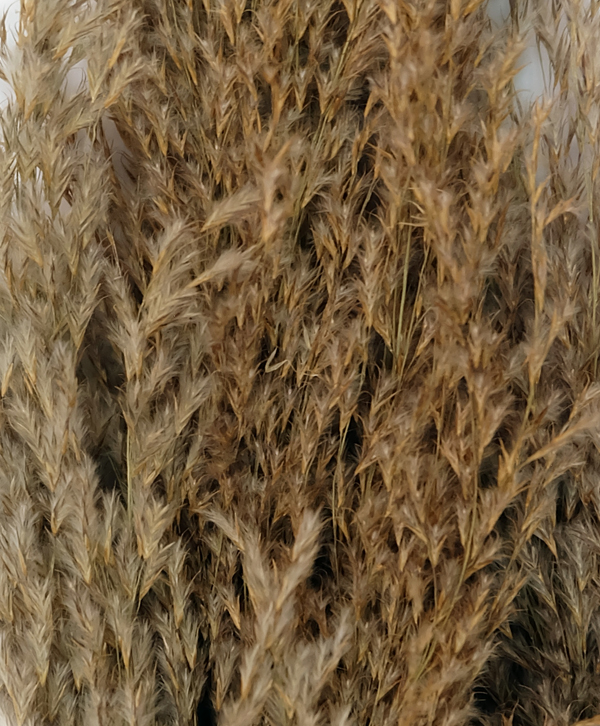 Dried Pampas Grass SprayH167cm (02391) SunEnergy Floral