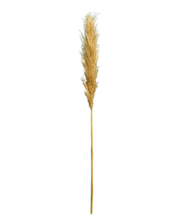 Dried Pampas Grass SprayH160cm (02393) SunEnergy Floral