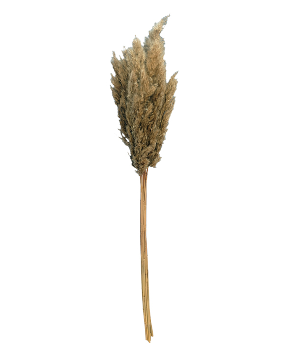 Dried Pampas Grass Spray 20cmH100cm (02396) SunEnergy Floral