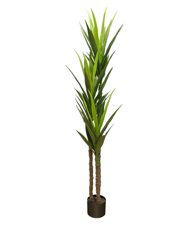 Yucca Plant H150cm (P63150) SunEnergy Floral